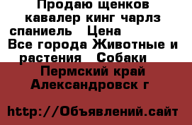 Продаю щенков кавалер кинг чарлз спаниель › Цена ­ 40 000 - Все города Животные и растения » Собаки   . Пермский край,Александровск г.